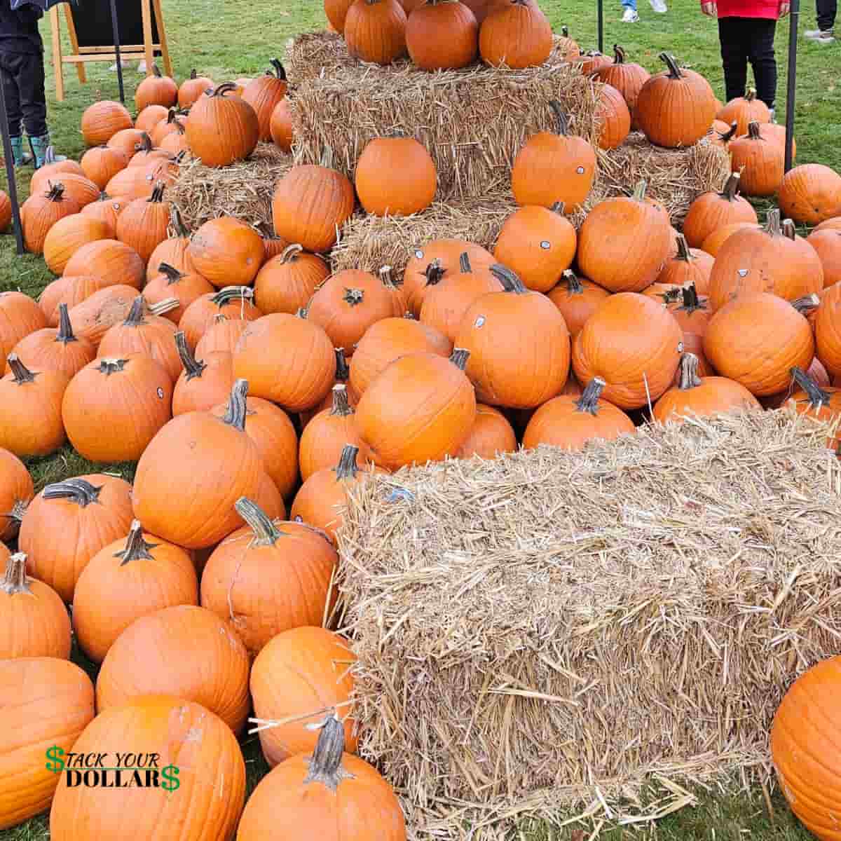 Pumpkin patch display